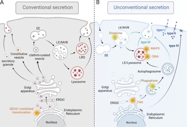 Conventional and unconventional protein secretion.